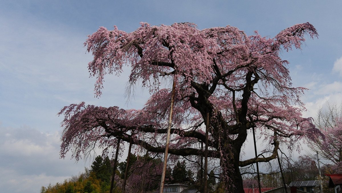 🌸 수명 연장 지장보살(엔메이 지조손) / 붉은 수양 지장 벚나무(베니시다레 지조자쿠라) 이미지 6